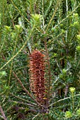 BANKSIA ERICIFOLIA