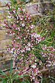 COLLETIA HYSTRIX ROSEA