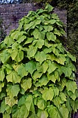 SPARMANNIA AFRICANA
