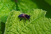 EUROPEAN DARK BEE