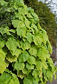 SPARMANNIA AFRICANA