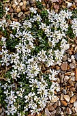 IBERIS PRUITII CANDOLLEANA GP