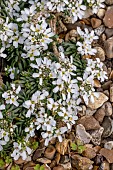 IBERIS PRUITII CANDOLLEANA GP