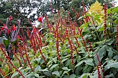 SALVIA CONFERTIFLORA