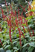 SALVIA CONFERTIFLORA