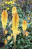KNIPHOFIA WREXHAM BUTTERCUP