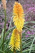 KNIPHOFIA WREXHAM BUTTERCUP