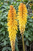 KNIPHOFIA WREXHAM BUTTERCUP