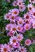 SYMPHYOTRICHUM NOVAE-ANGLIAE PINK VICTOR