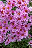 SYMPHYOTRICHUM NOVAE-ANGLIAE PINK VICTOR