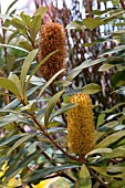 BANKSIA INTEGREFOLIA