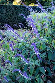 SALVIA PHYLLIS FANCY