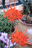 NERINE  SARNIENSIS VAR. CORUSCA MAJOR
