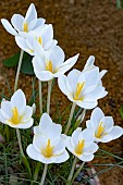CROCUS  GOULIMYI SUBSP GOULIMYI MANI WHITE