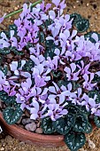 CYCLAMEN MIRABILE
