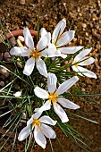 CROCUS BORYI