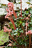 BEGONIA CATHEDRAL