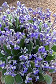 PETROCOSMEA SERICEA