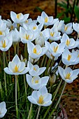 CROCUS GOULIMYI SUBSP.GOULIMYI MANI WHITE