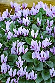 CYCLAMEN GRAECUM  SUBSP. GRAECUM RHODOPEAU
