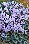 CYCLAMEN MIRABILE