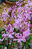 NERINE HUMILIS PICKENIERS KLOOF
