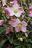 HELLEBORUS WALBERTONS ROSEMARY