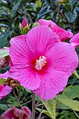 HIBISCUS MOSCHEUTOS EXTREME HOT PINK