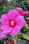 HIBISCUS MOSCHEUTOS EXTREME HOT PINK