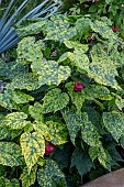 ABUTILON CANNINGTON PETER