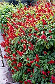 SALVIA SPLENDENS JIMIS GOOD RED