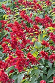 SALVIA SPLENDENS JIMIS GOOD RED
