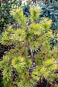 PINUS CONTORTA CHEIF JOSEPH; AGM