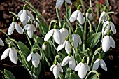 GALANTHUS CAUCASICUS