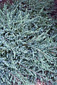 JUNIPERUS RIGIDA SUBSP. CONFERTA SCHLAGER