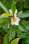X GORDLINIA GRANDIFLORA