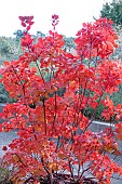 COTINUS COGGYRIA PURPUREA IN AUTUMN COLOUR