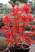 COTINUS COGGYRIA PURPUREA IN AUTUMN COLOUR