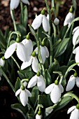 GALANTHUS CAUCASICUS