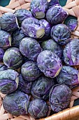 PURPLE BRUSSELS SPROUTS