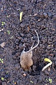 BROAD BEAN ATTACK BY MICE