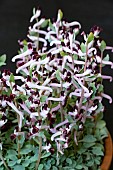 CORYDALIS POPOVII