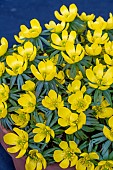 ERANTHIS x TUBERGENII GUINEA GOLD