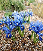 IRIS RETICULATA