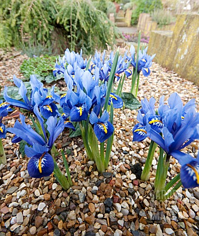 IRIS_RETICULATA