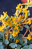 CORYDALIS SEWERZOWII