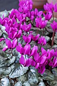 CYCLAMEN PSEUDOINERICUM