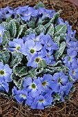 PRIMULA ARDUINE