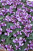CYCLAMEN PARVIFLORUM
