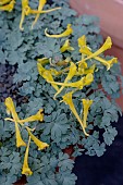 CORYDALIS MACROCENTRA